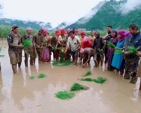 पर्वतको बिहादी गाउँपालिकाद्वारा पहिलोपटक राष्ट्रिय धान दिवस मनायो बिहादीका कृषक उत्साहित