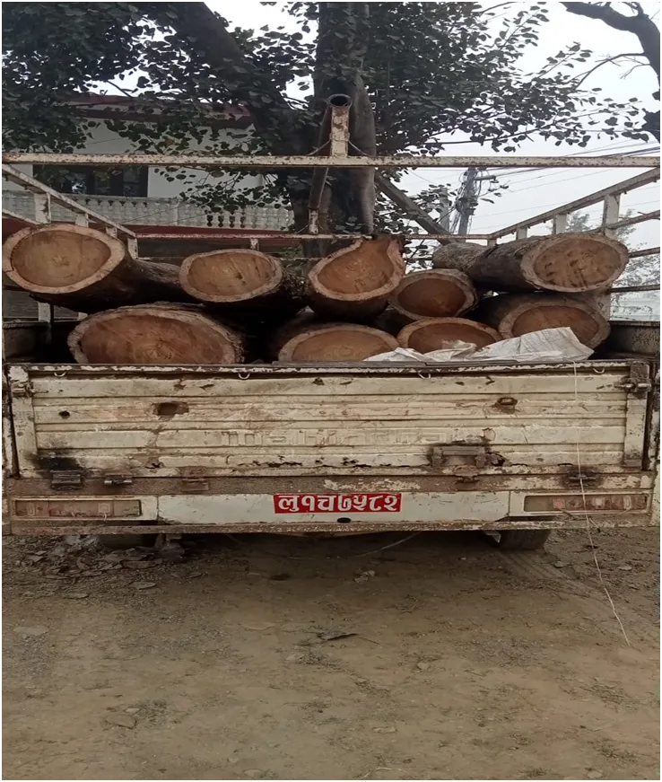 सरावल गाउँपालिको सामुदायिक वनबाट १ सय ३७.५१ क्यूफिट अवैध काठ सहित पिकअप गाडी नियन्त्रणमा