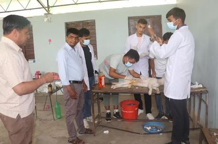 पाल्पाको रामपुरमा कुकुरको स्थायी बन्ध्याकरण साथै रेबिज भ्याक्सिन दिइँदै