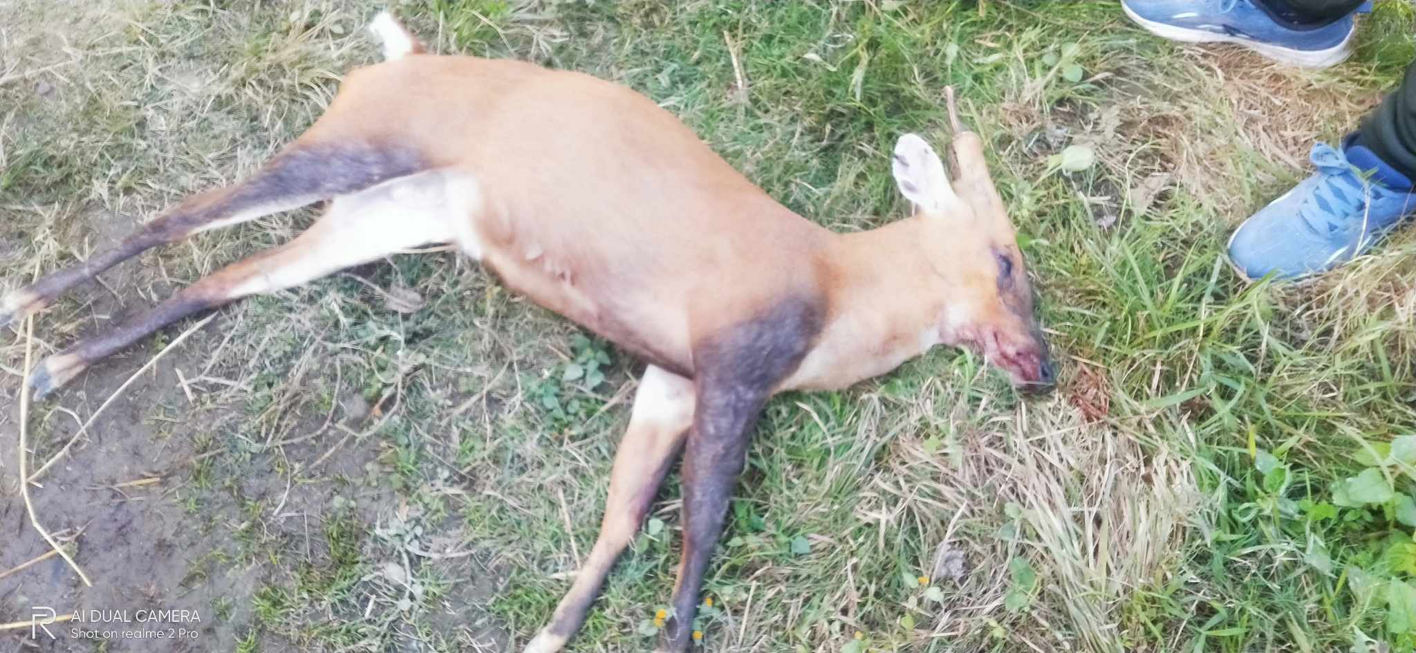 मृत जरायाेलाई बनकाे घाटगद्विमा व्यवस्थापन