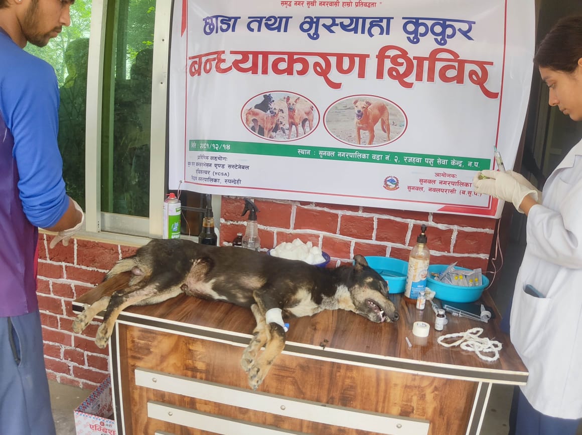 दुई सय छाडा तथा भुस्याहा कुकुरलाई बन्ध्याकरण