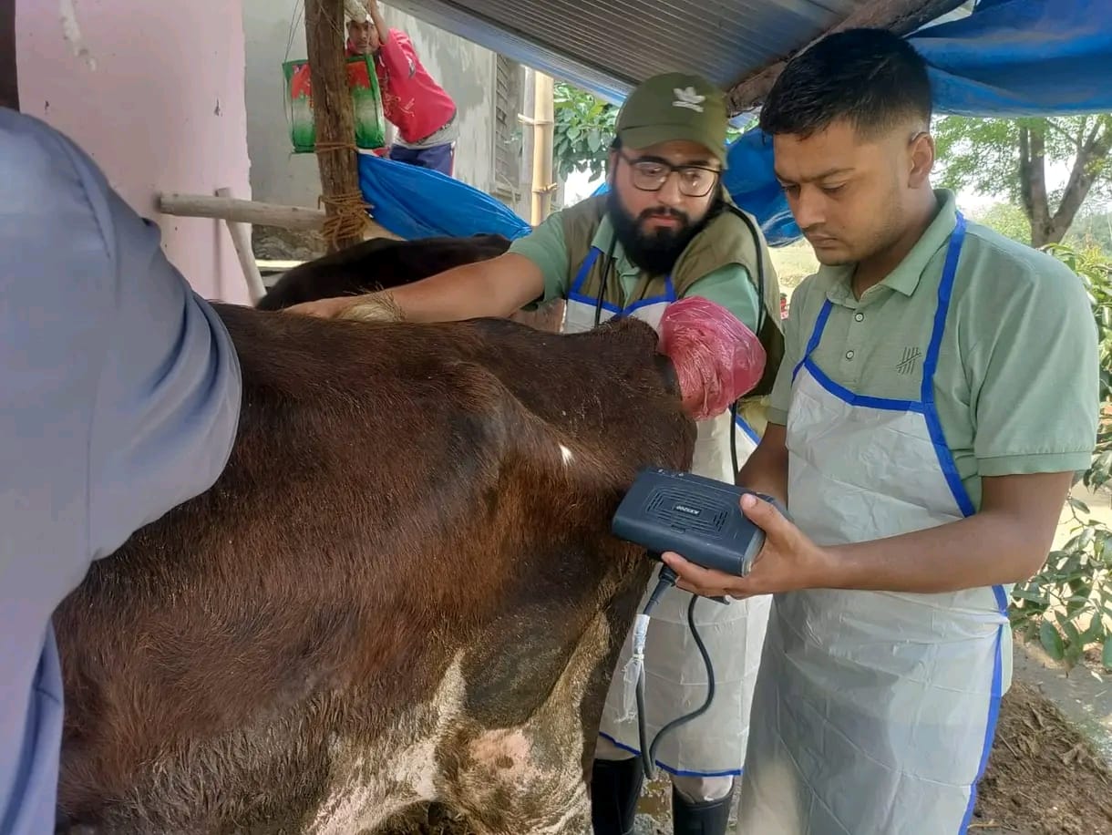 गाईभैसीँलाई बाझोपना निवारण ( डोर टु डोर ) शिविर संचालन